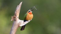 White-fronted Bee-eater